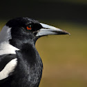 Australian Magpie
