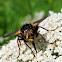 Fly