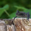 Bat