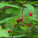Mountain Holly, Catberry