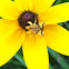 Ambush bug