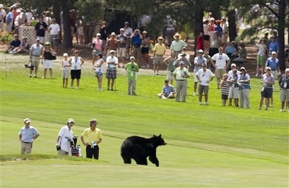[Golf Bear[2].jpg]