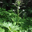 Coltsfoot