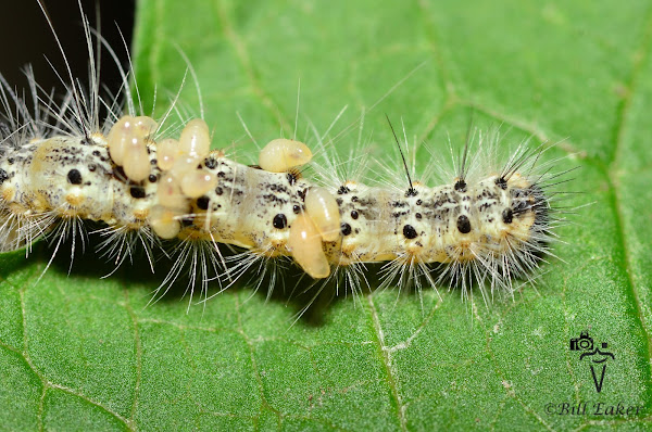 Fall Webworm Moth Caterpillar with Parasitic Wasp Larvae | Project Noah