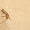 African Striped Skink