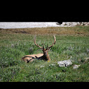 Elk