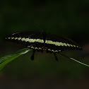 Swallowtail Butterfly