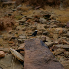 White-crowned Wheatear