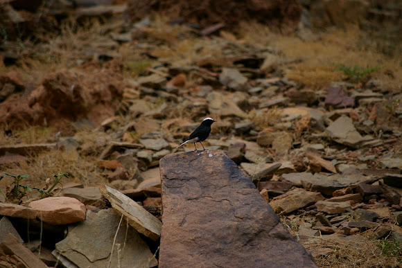 Spotting Image 1