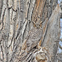 Great Horned Owl