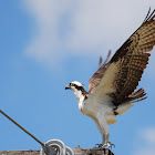 Osprey