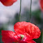 Poppy