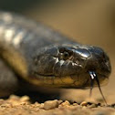 Black Tiger Snake