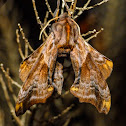 Small-eyed sphinx moth