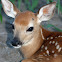Whitetail Deer Fawn
