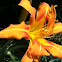 Tiger lily