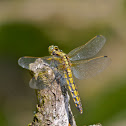 Black-tailed Skimmer