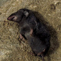 Northern Short-Tailed Shrew
