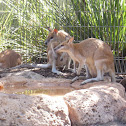 wallaby