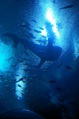 ballena