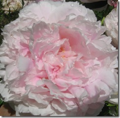 pink peonies