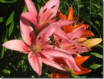 Pink and orange lilies