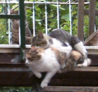Pioggina con due gatti
