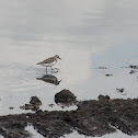 Semipalmated Sandpiper