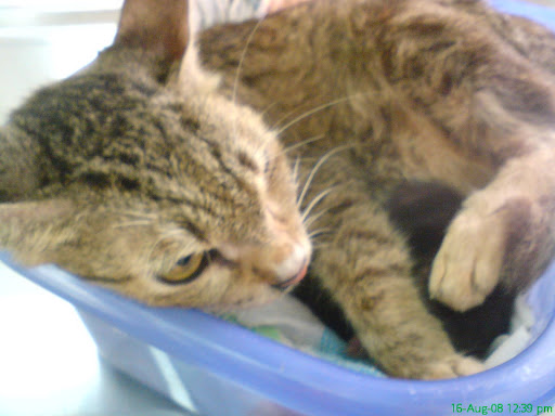 Momma+cat+and+kitten