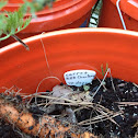Carrot red chutney