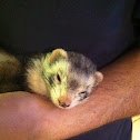 Ferret :)
