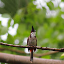 Red-whiskered Bulbul