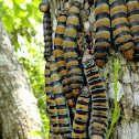 gusano