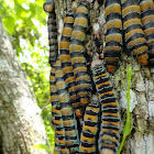 gusano