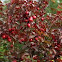 Cherry plum