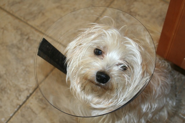 [04 22 08 Rascal 003[2].jpg]