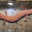 Northern Spring Salamander
