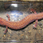 Northern Spring Salamander