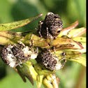 Figwort Weevil