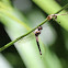 Lyriform Owl-fly