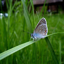 The Amanda's Blue butterfly