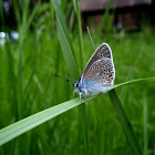 The Amanda's Blue butterfly