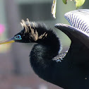 Anhinga