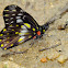 Bithys Catasticta