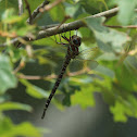 Swamp Darner