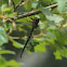 Swamp Darner