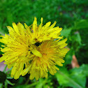 Triplet Dandelion flower ('WHITE FLASH') cultivar