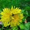 Triplet Dandelion flower ('WHITE FLASH') cultivar