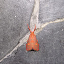 Moth