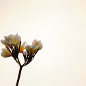 Plumeria, Fragipani